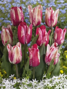 Tulpen Flaming Kiss